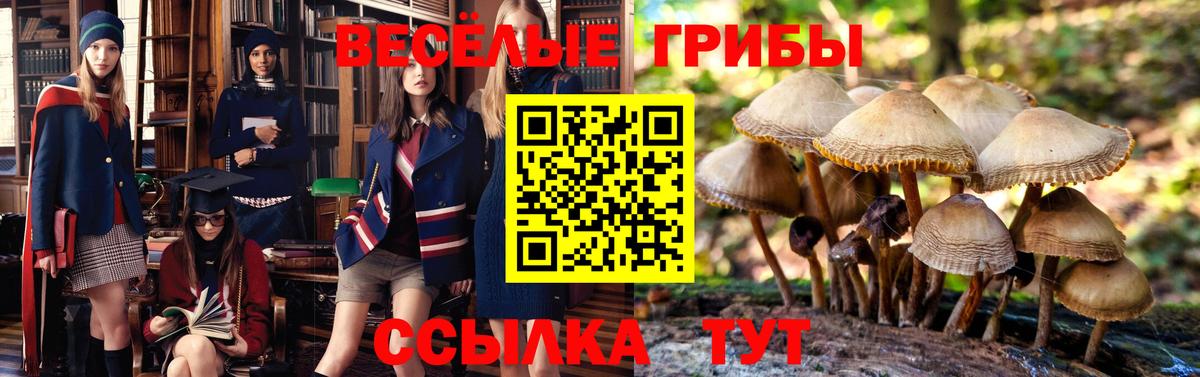 Псилоцибиновые грибы мицелий  Псилоцибиновые грибы GOLDEN TEACHER  сколько стоит  Александров  Вход с VPN 